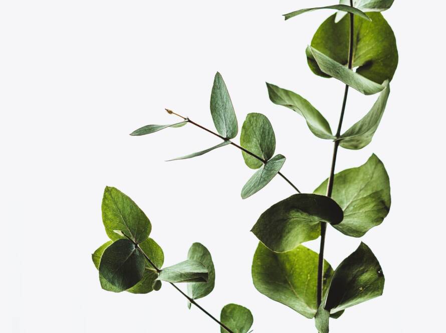 Close-up of green eucalyptus leaves and stems against a bright white background.